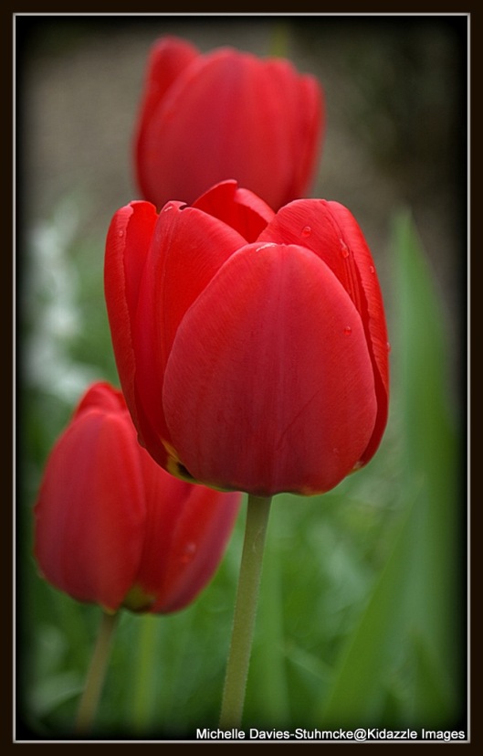 Amsterdam - Last of the tulips