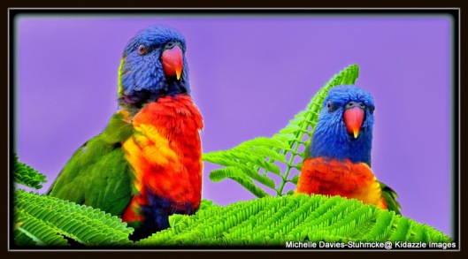 Rainbow Lorikeets, Billy and Lilly
